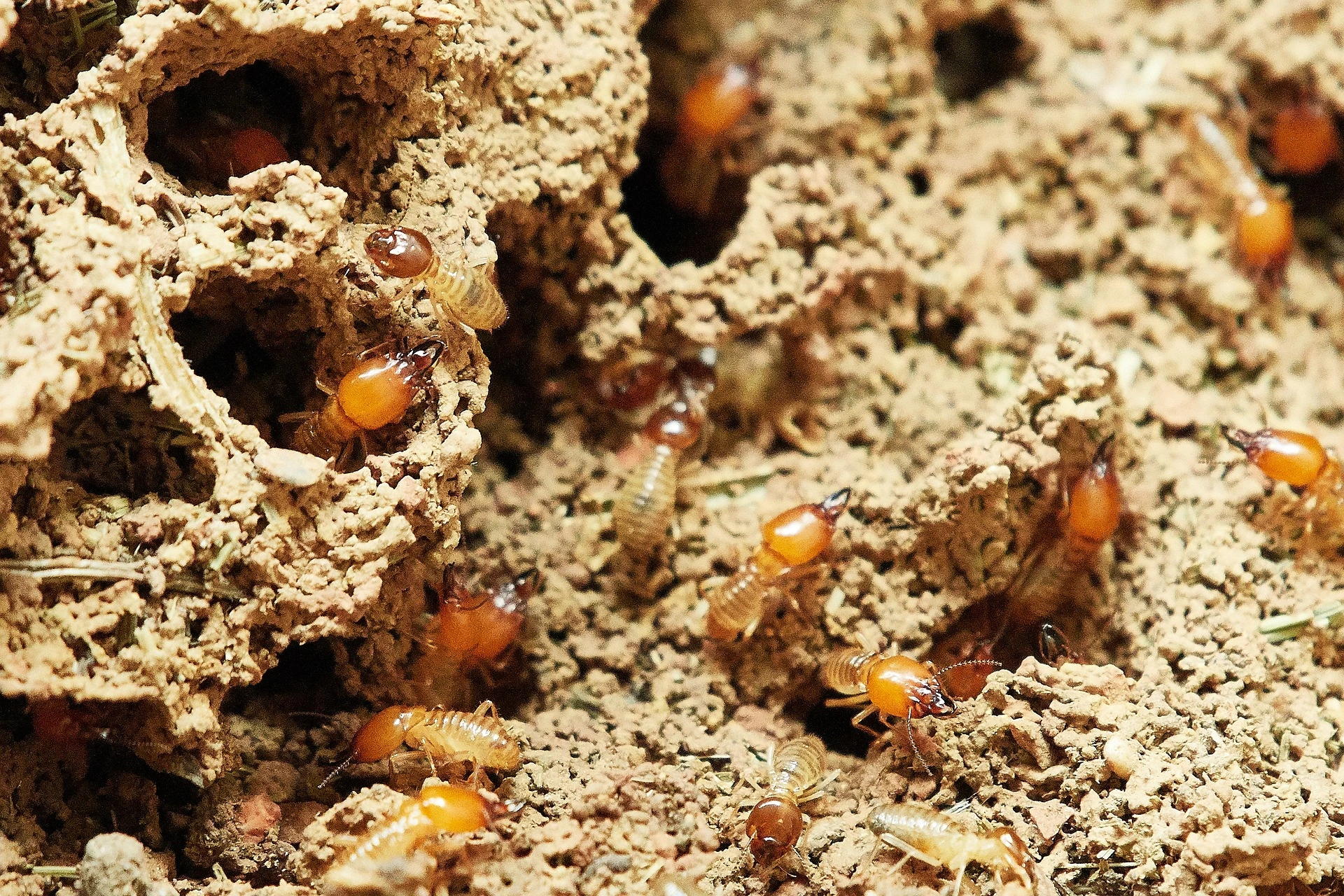 pest-control